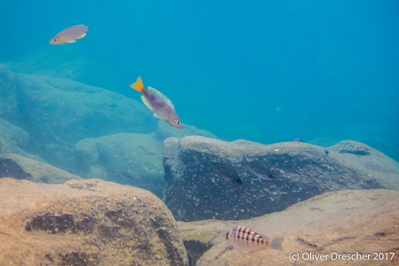 Cyprichromis sp. 'dwarf jumbo' Jakobsen's Beach
